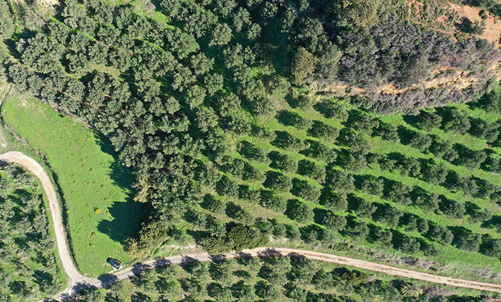 A SOUTHWEST-FACING OLIVE GROVE WITH VIEWS