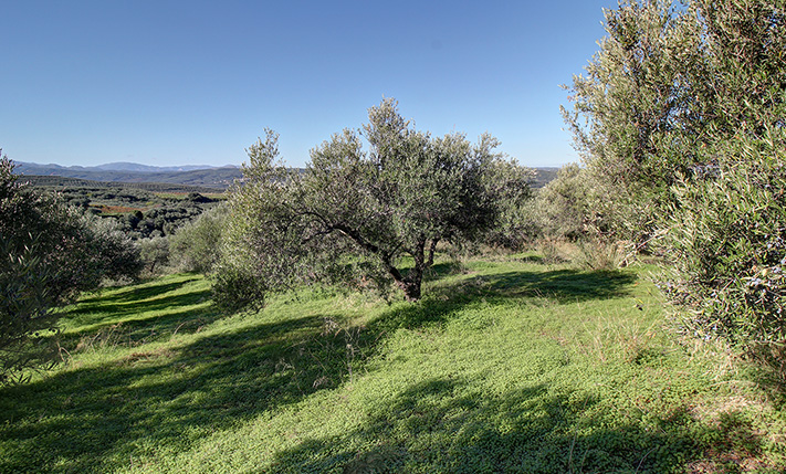 A SOUTHWEST-FACING OLIVE GROVE WITH VIEWS