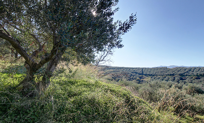 A SOUTHWEST-FACING OLIVE GROVE WITH VIEWS