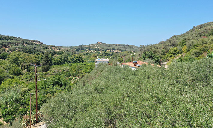 ΕΝΑ ΠΛΑΤΟ ΜΕ ΕΛΙΕΣ & ΘΕΑ ΣΕ ΚΑΜΠΟ