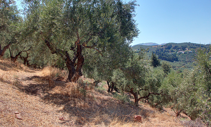 AN OLIVE GROVES FACING WEST OVER A LUSH VALLEY