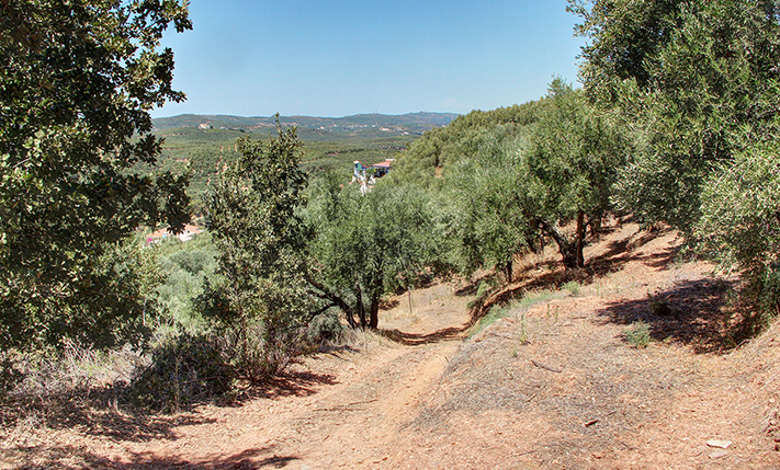 AN OLIVE GROVES FACING WEST OVER A LUSH VALLEY