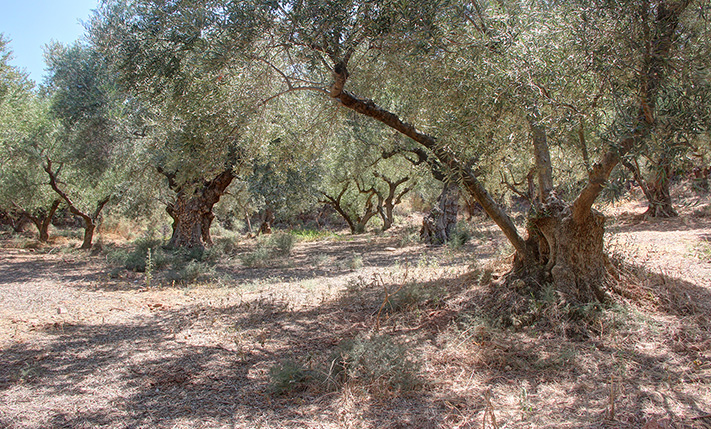 AN OLIVE GROVES FACING WEST OVER A LUSH VALLEY