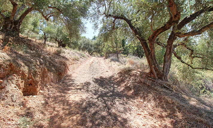 AN OLIVE GROVES FACING WEST OVER A LUSH VALLEY