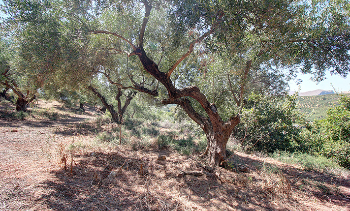 AN OLIVE GROVES FACING WEST OVER A LUSH VALLEY