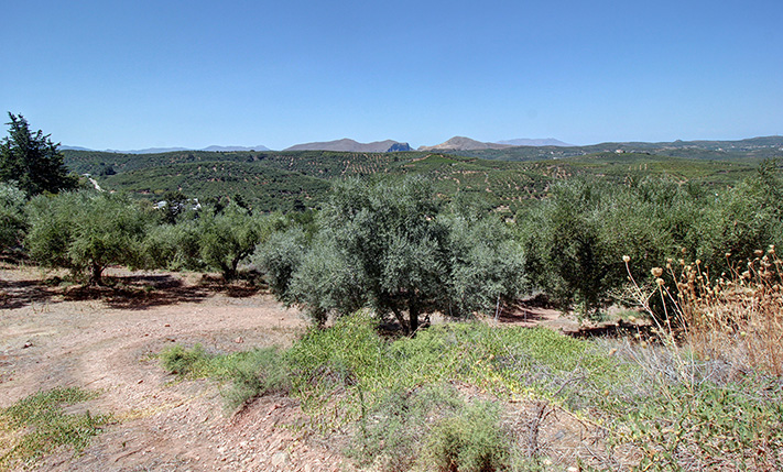 AN OLIVE GROVES FACING WEST OVER A LUSH VALLEY