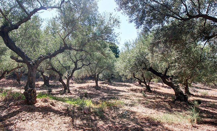 AN OLIVE GROVES FACING WEST OVER A LUSH VALLEY