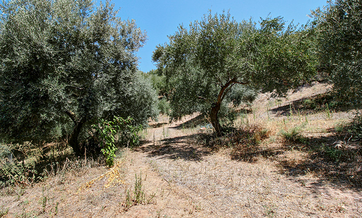 AN OLIVE GROVES FACING WEST OVER A LUSH VALLEY