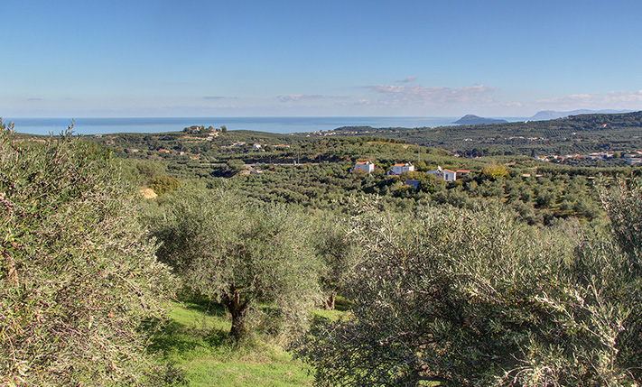 OLIVE TREES WITH ASPHALT-ROAD ACCESS & VIEWS