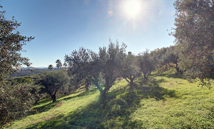 OLIVE TREES WITH ASPHALT-ROAD ACCESS & VIEWS
