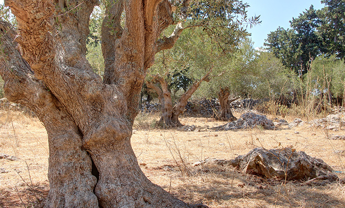 WITH A SMALL CYPRESS GROVE IN THE COUNTRYSIDE