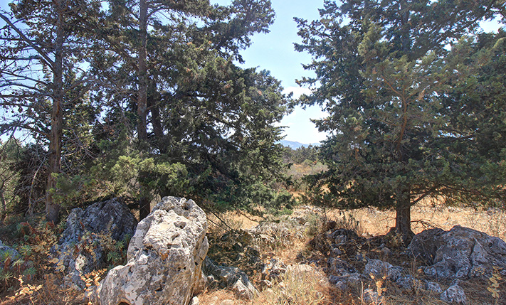 WITH A SMALL CYPRESS GROVE IN THE COUNTRYSIDE