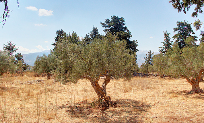 WITH A SMALL CYPRESS GROVE IN THE COUNTRYSIDE