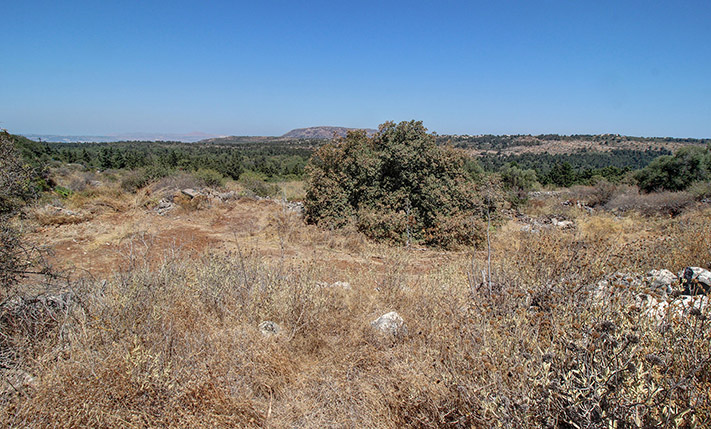 GENTLY SLOPED WITH VIEWS OVER A CYPRESS FOREST