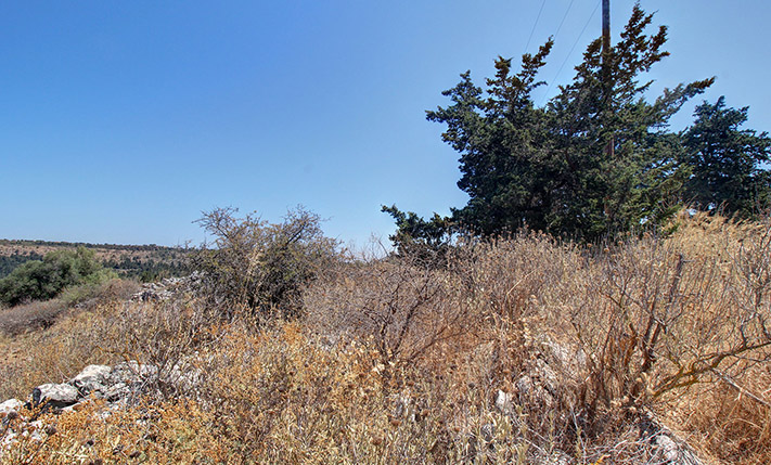 GENTLY SLOPED WITH VIEWS OVER A CYPRESS FOREST