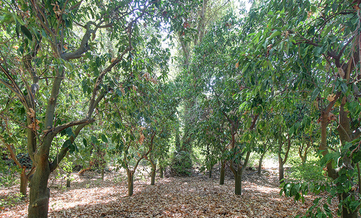 ΑΓΡΟΤΕΜΑΧΙΟ ΣΤΟΝ ΑΛΙΚΙΑΝΟ ΙΔΑΝΙΚΟ ΓΙΑ ΑΒΟΚΑΝΤΟ