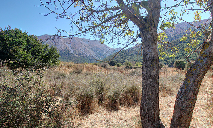 FLAT & FERTILE LAND ON ASKIFOU PLATEAU