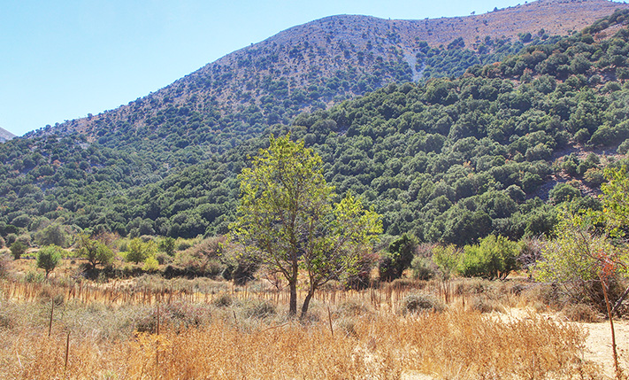 FLAT & FERTILE LAND ON ASKIFOU PLATEAU