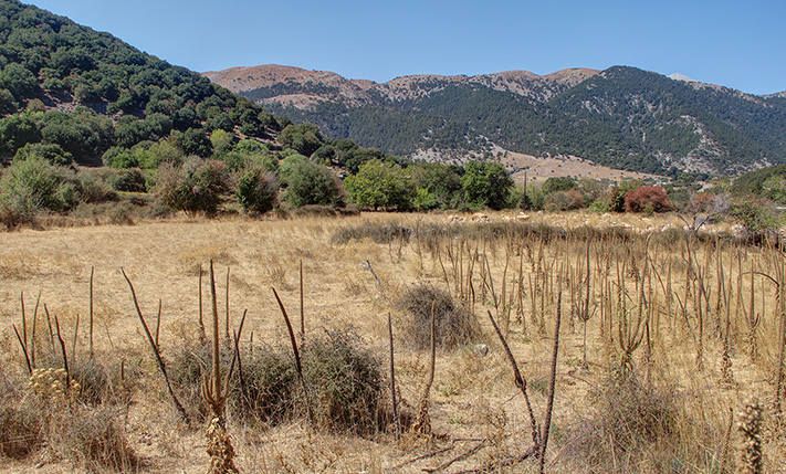 FLAT & FERTILE LAND ON ASKIFOU PLATEAU