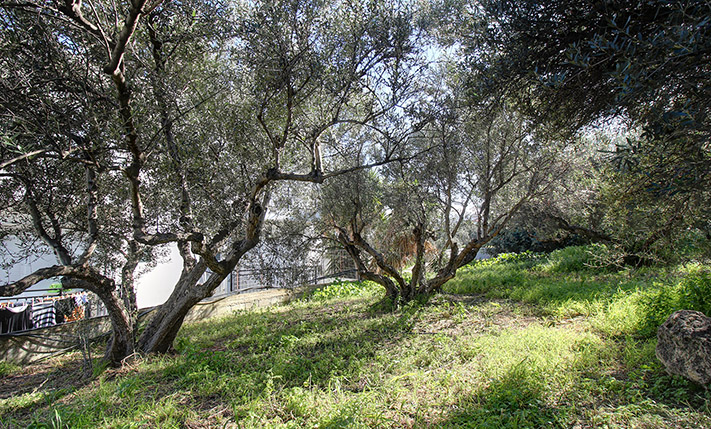 OLIVE GROVE WITH SEA VIEWS IN TOURIST AREA