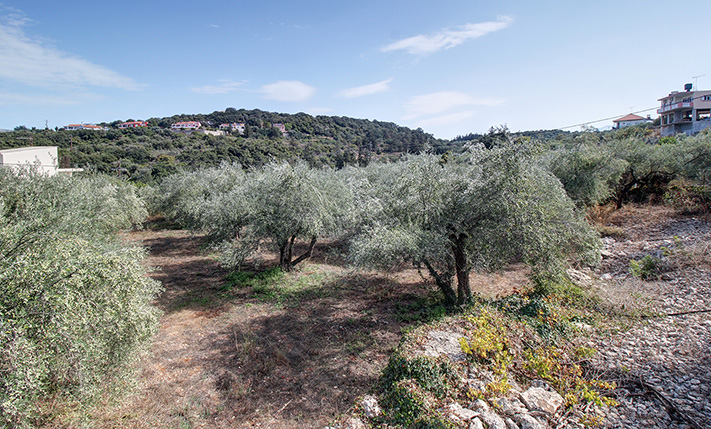 EAST FACING LAND WITH A NICE SHAPE