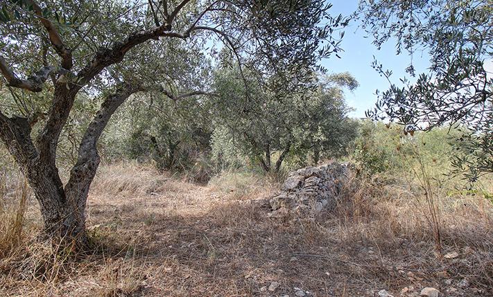 EAST FACING LAND WITH A NICE SHAPE