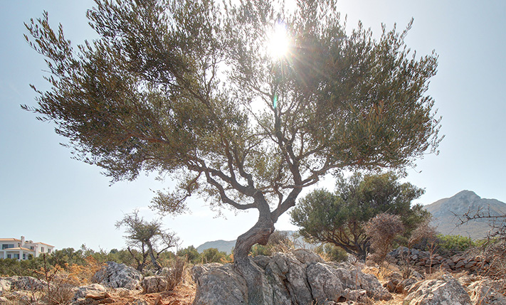 READY-TO-BUILD LAND AMONG A DRAMATIC SETTING