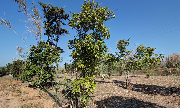 ΕΥΦΟΡΟ ΕΔΑΦΟΣ, ΚΟΝΤΑ ΣΤΗΝ ΠΕΟ ΧΑΝΙΩΝ-ΚΙΣΣΑΜΟΥ