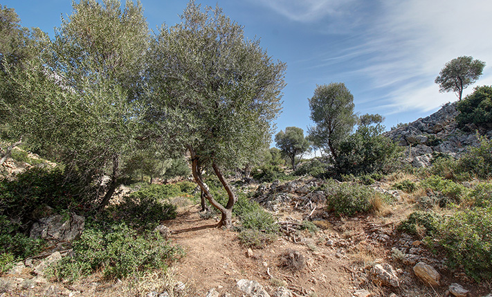 PARCEL WITH EASY ACCESS NEAR PALAIOCHORA