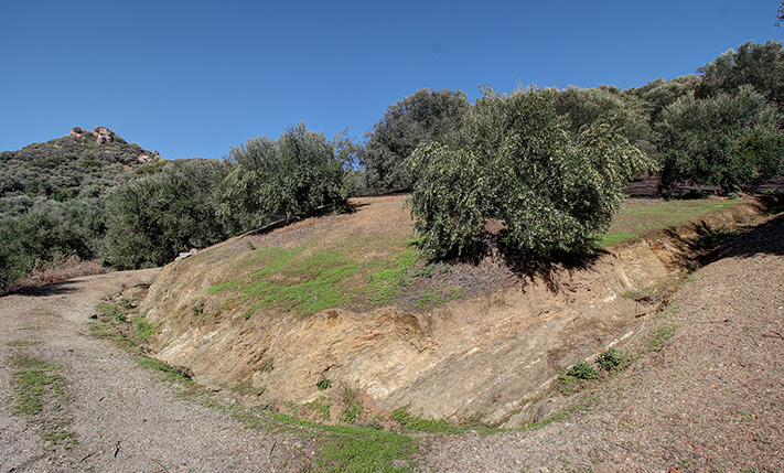 AN OLIVE GROVE IN A TRANQUIL VALLEY