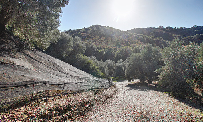 AN OLIVE GROVE IN A TRANQUIL VALLEY