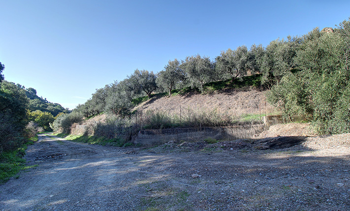 AN OLIVE GROVE IN A TRANQUIL VALLEY