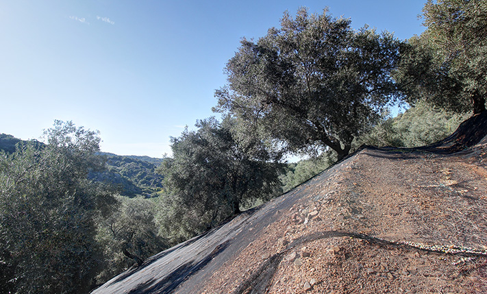 AN OLIVE GROVE IN A TRANQUIL VALLEY