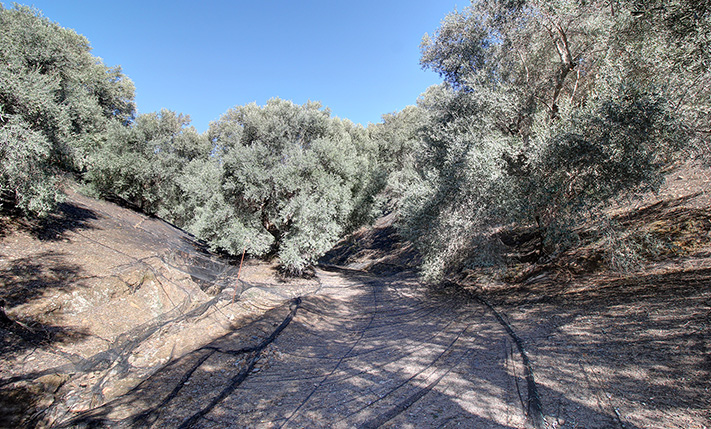 AN OLIVE GROVE IN A TRANQUIL VALLEY