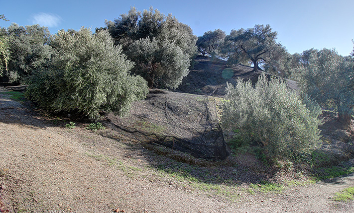 ΕΛΑΙΩΝΑΣ ΣΕ ΗΣΥΧΟ ΣΗΜΕΙΟ ΣΤΗ ΦΥΣΗ