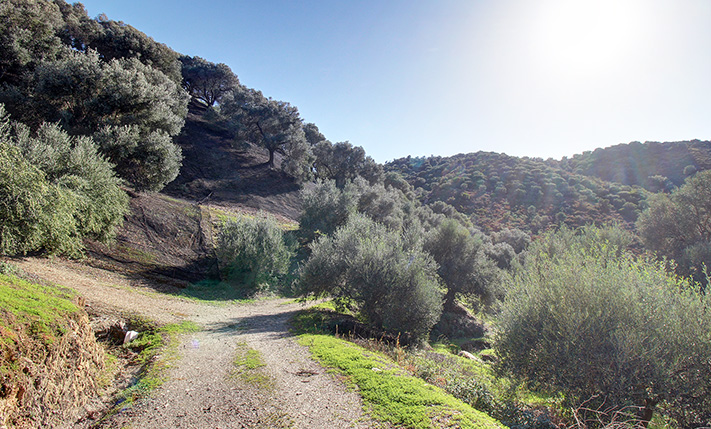 AN OLIVE GROVE IN A TRANQUIL VALLEY