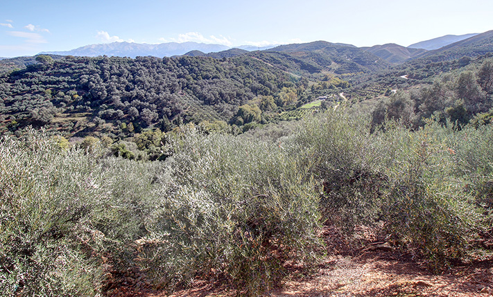 SOUTHEAST-FACING SLOPE WITH OLIVE TREES
