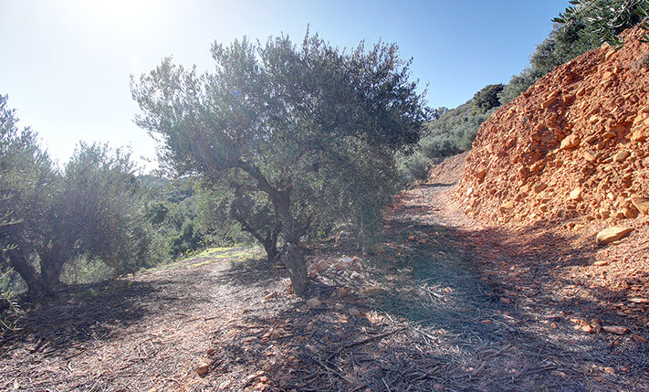 SOUTHEAST-FACING SLOPE WITH OLIVE TREES