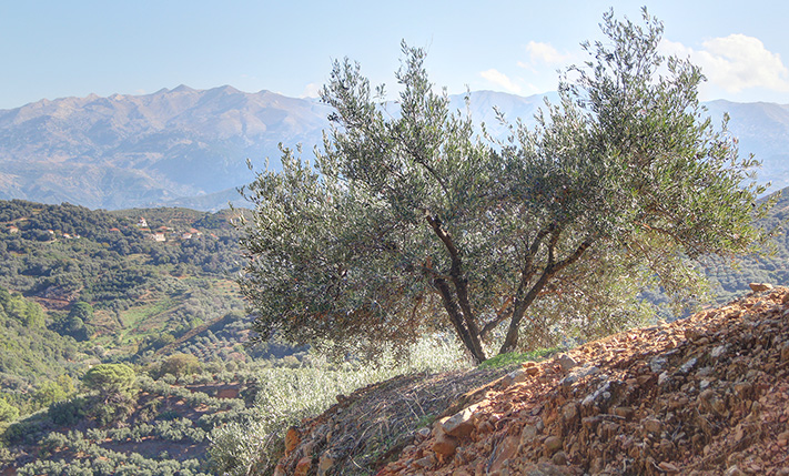 SOUTHEAST-FACING SLOPE WITH OLIVE TREES
