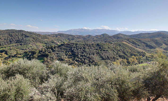 SOUTHEAST-FACING SLOPE WITH OLIVE TREES