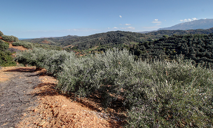 ΕΠΙΚΛΙΝΗΣ ΕΚΤΑΣΗ ΜΕ 370 ΕΛΑΙΟΔΕΝΤΡΑ