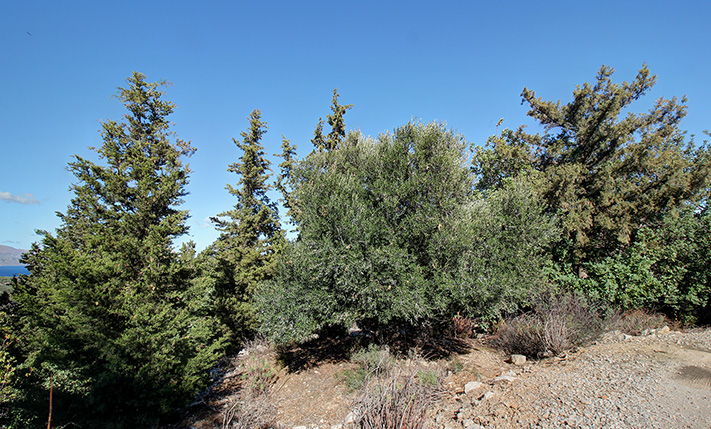 ΕΝΑ ΟΙΚΟΠΕΔΟ ΓΙΑ ΒΙΛΑ ΕΚΑΤΟΜΜΥΡΙΟΥ ΣΤΟ ΔΑΣΟΣ