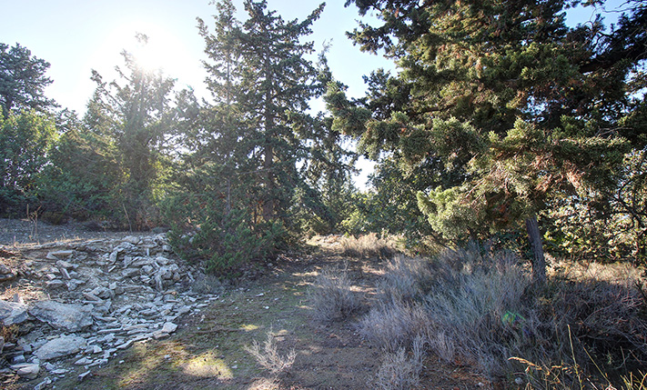 LAND FOR A MILLION-WORTH VILLA IN THE FOREST