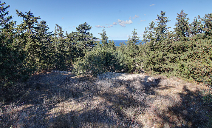 LAND FOR A MILLION-WORTH VILLA IN THE FOREST