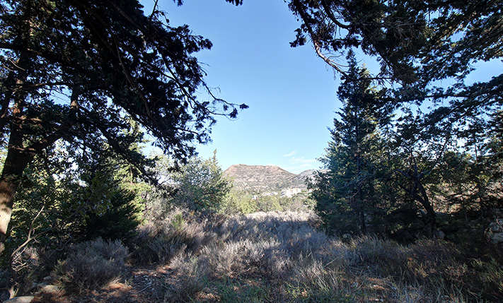 LAND FOR A MILLION-WORTH VILLA IN THE FOREST