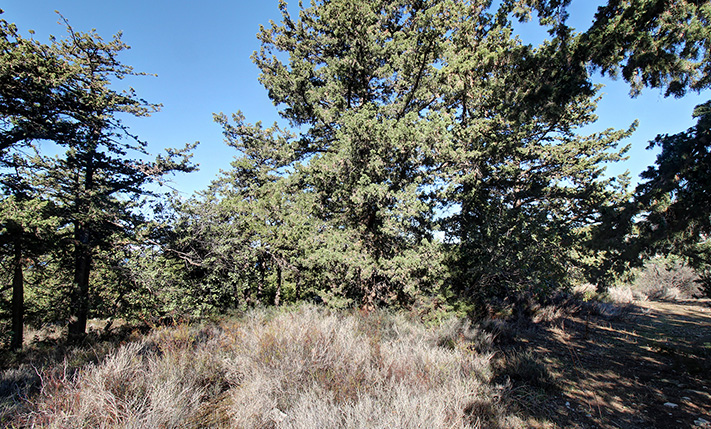 LAND FOR A MILLION-WORTH VILLA IN THE FOREST