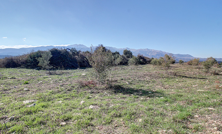 OLIVE GROVE WITH 40 TREES ON WORKABLE LAND