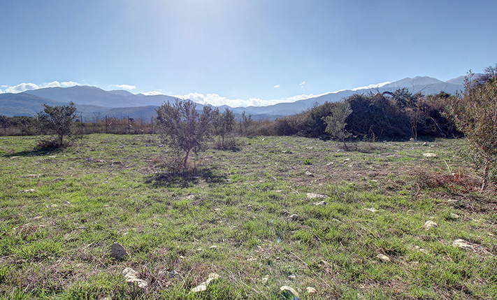 OLIVE GROVE WITH 40 TREES ON WORKABLE LAND