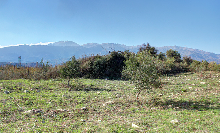 OLIVE GROVE WITH 40 TREES ON WORKABLE LAND