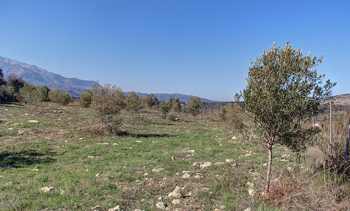 OLIVE GROVE WITH 40 TREES ON WORKABLE LAND